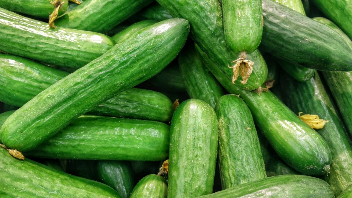 cucumber lot