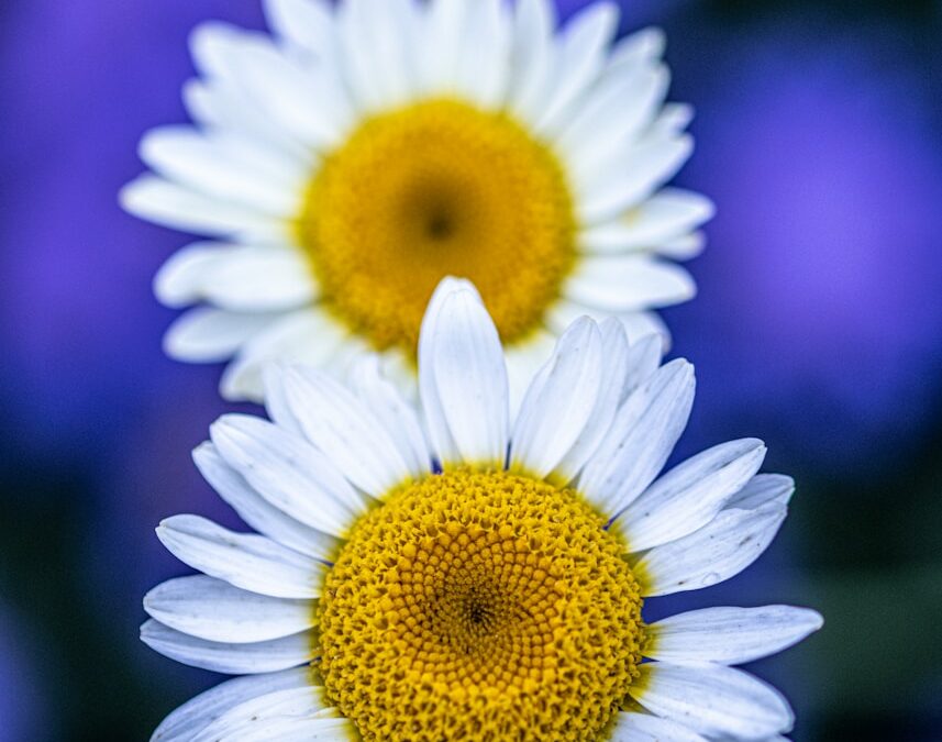 a close up of two white and yellow flowers