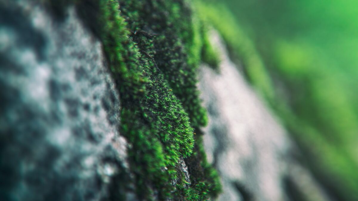 a close up of a moss covered wall