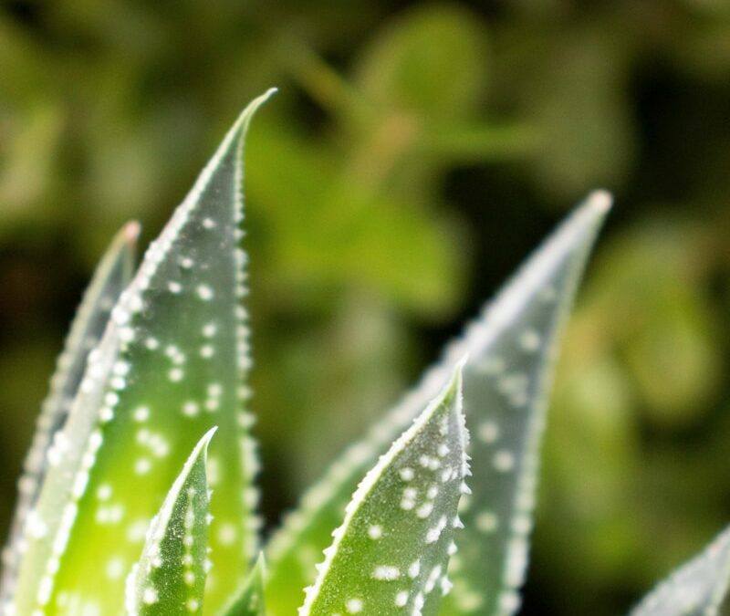 macro photo of aloe vera plant