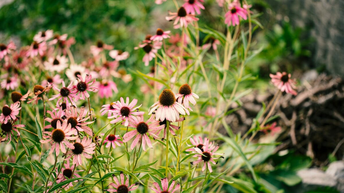 pink flowers in tilt shift lens