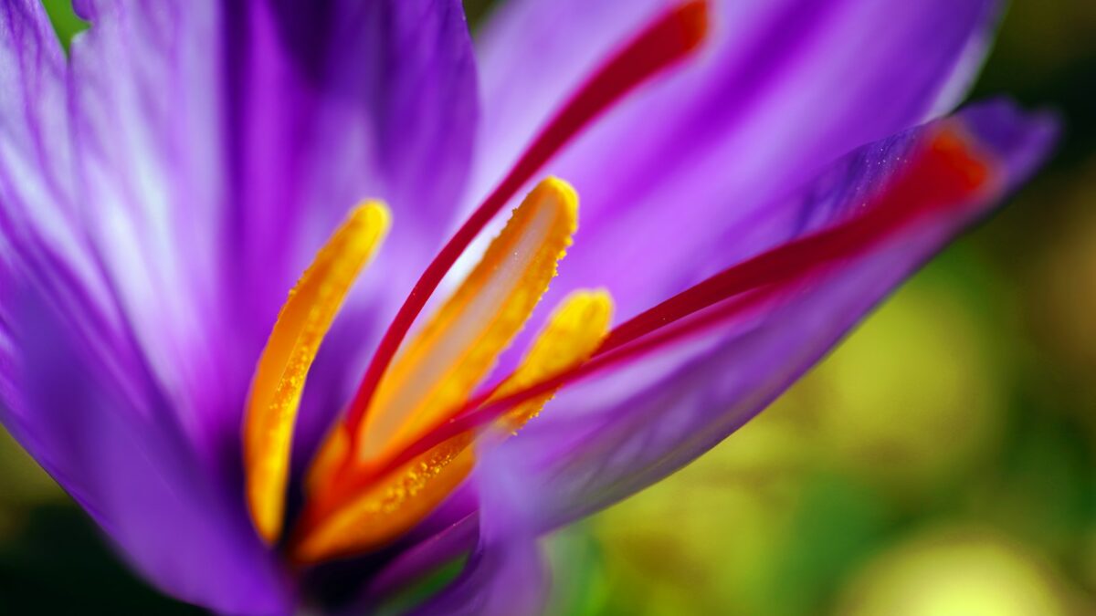 blooming purple petaled flower