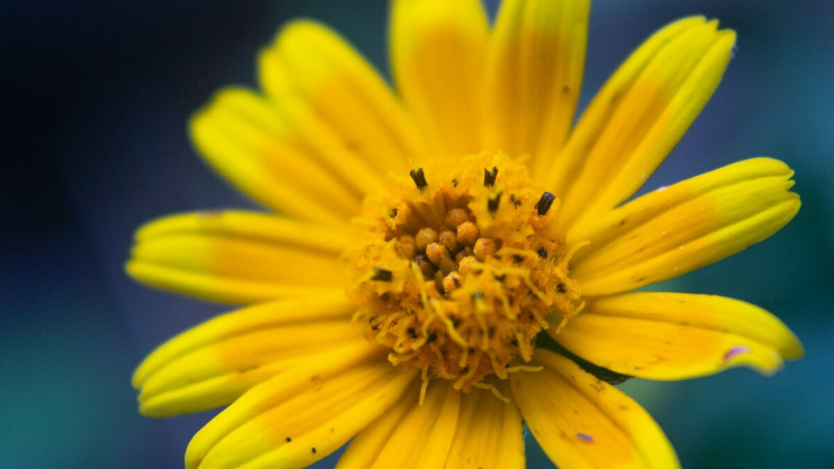 a bee on a yellow flower