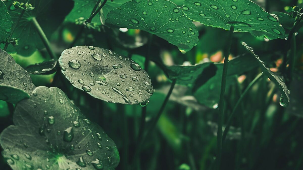 a close up of a plant with water droplets on it