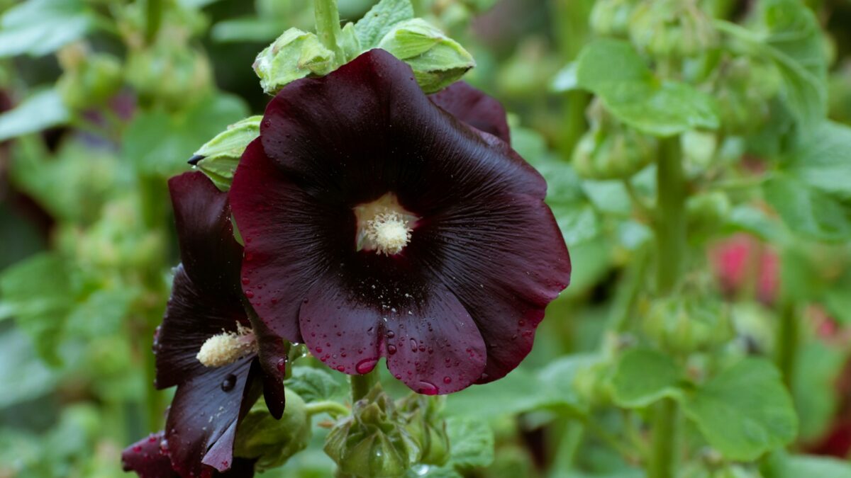 a close up of a purple flower with green leaves