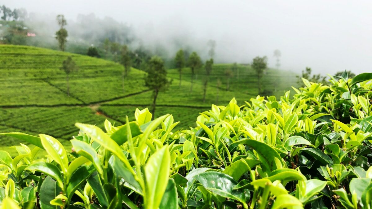 green-leafed plant