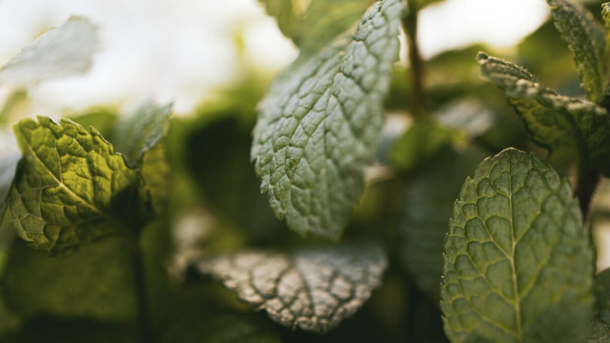 green leaf plant in close up photography